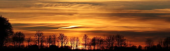 Panoramic sunset with bare tree silhouettes against orange sky