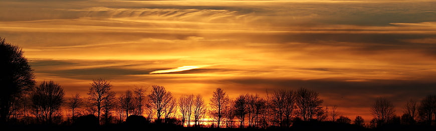 Panoramic sunset with bare tree silhouettes against orange sky