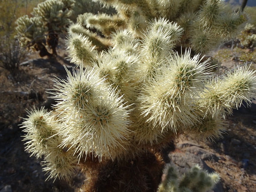 Close-up of Cholla Cactus in Desert Sunlight