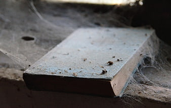 Dusty old book covered in spider webs on abandoned shelf