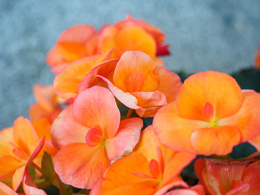 Close-up of vibrant orange and pink begonia flowers
