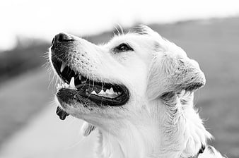 Happy Golden Retriever Portrait in Black and White