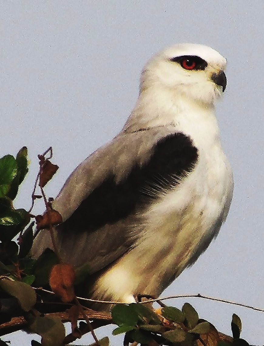Black-shouldered Kite Perched on Branch