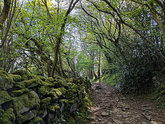 Mossy stone wall along a forest path in Wales