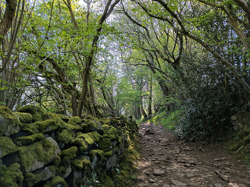 Mossy stone wall along a forest path in Wales