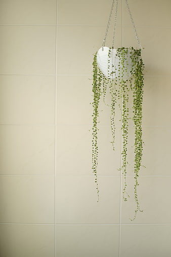 Hanging String of Pearls Plant in White Pot