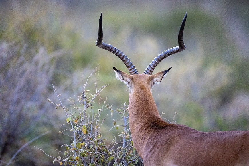 Impala Antelope Back View with Spiraled Horns in African Bush