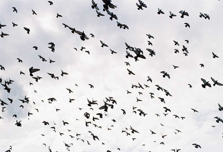 Flock of Birds Flying Silhouetted Against Cloudy Sky