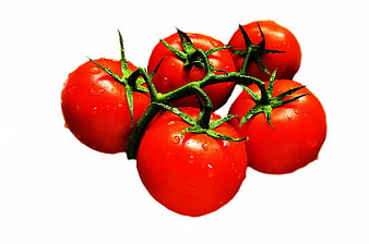 Fresh Red Tomatoes on Vine with Water Droplets