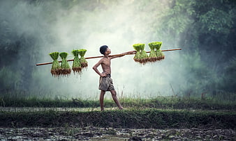 Young boy carrying harvested rice bundles on a pole in misty field