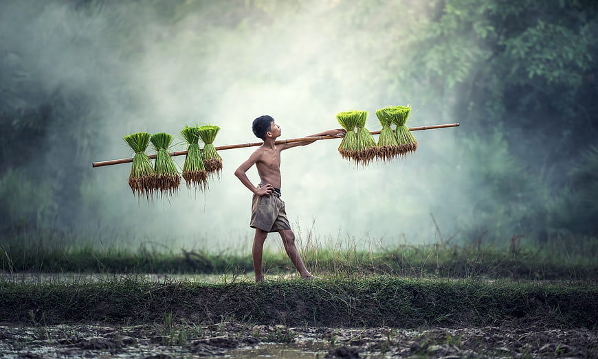 Young boy carrying harvested rice bundles on a pole in misty field
