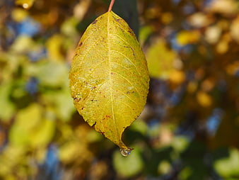 Close-up of yellow autumn leaf with water droplet