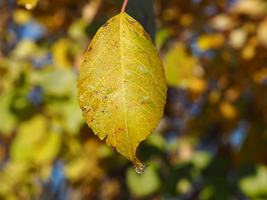 Close-up of yellow autumn leaf with water droplet