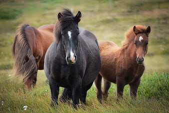 Three Icelandic Horses Grazing in a Green Meadow