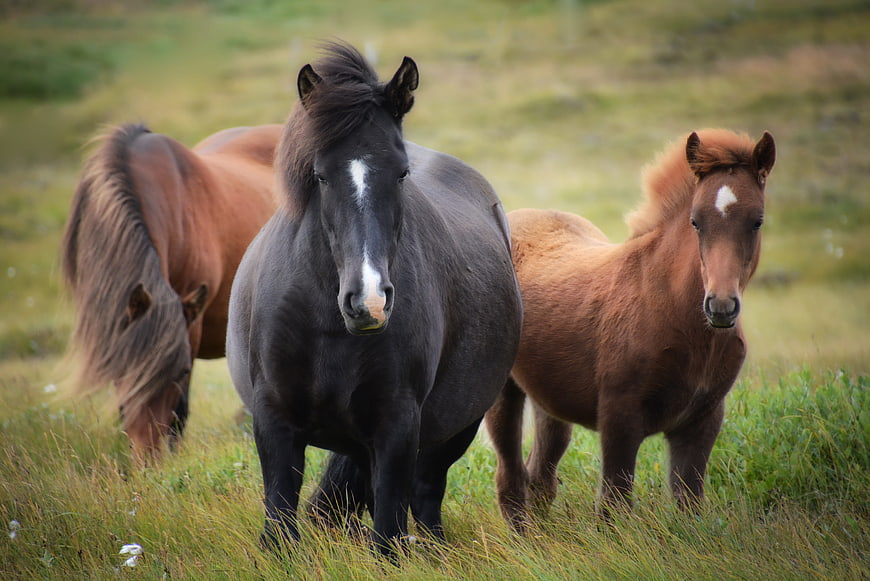 Three Icelandic Horses Grazing in a Green Meadow