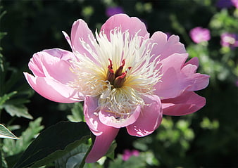 Close-up of a vibrant pink peony flower in a garden