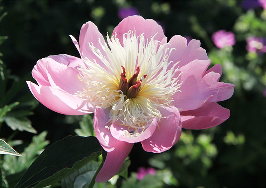 Close-up of a vibrant pink peony flower in a garden