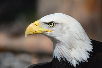 Close-up portrait of a bald eagle head in profile