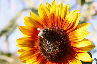 Bumblebee Pollinating Vibrant Sunflower Close-Up