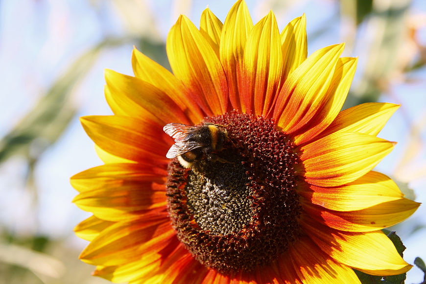 Bumblebee Pollinating Vibrant Sunflower Close-Up