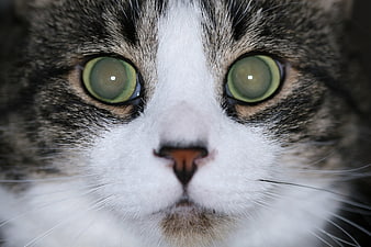 Extreme Close-Up Portrait of Tabby Cat Face With Green Eyes