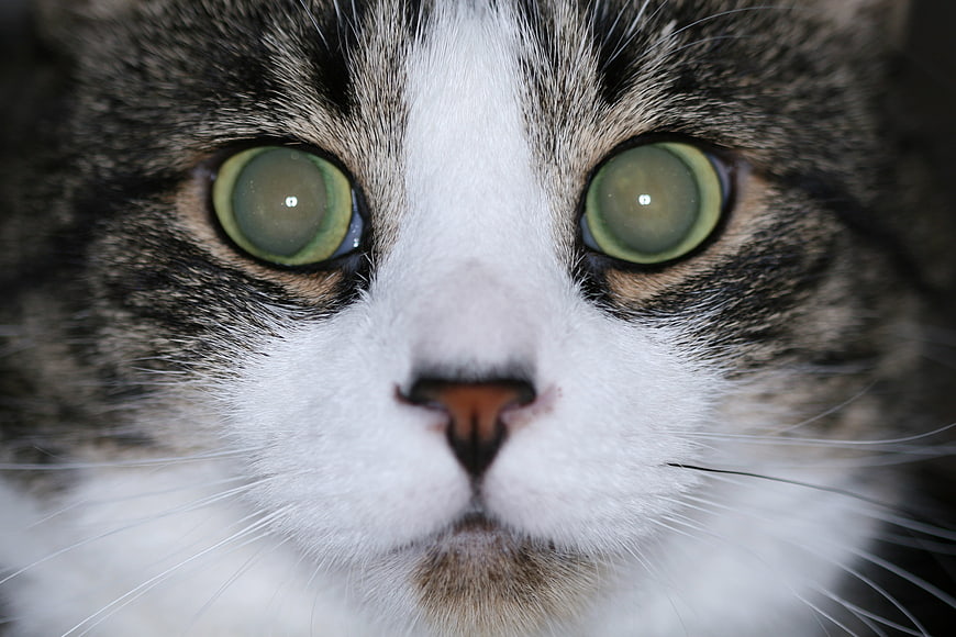 Extreme Close-Up Portrait of Tabby Cat Face With Green Eyes