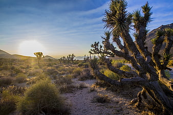 Sunset Joshua Tree Desert Landscape with Mountains