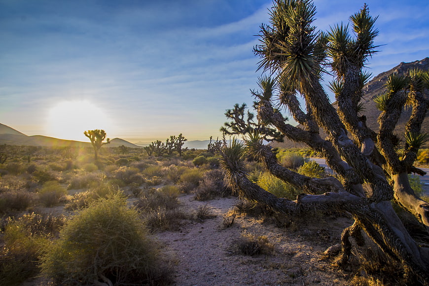 Sunset Joshua Tree Desert Landscape with Mountains