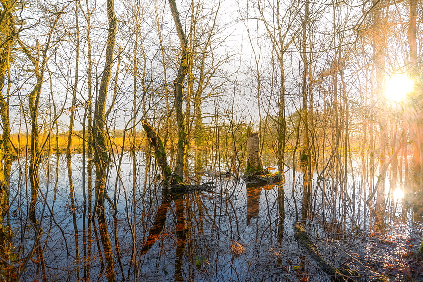 Sunlit Swamp Forest with Reflections in Drenthe