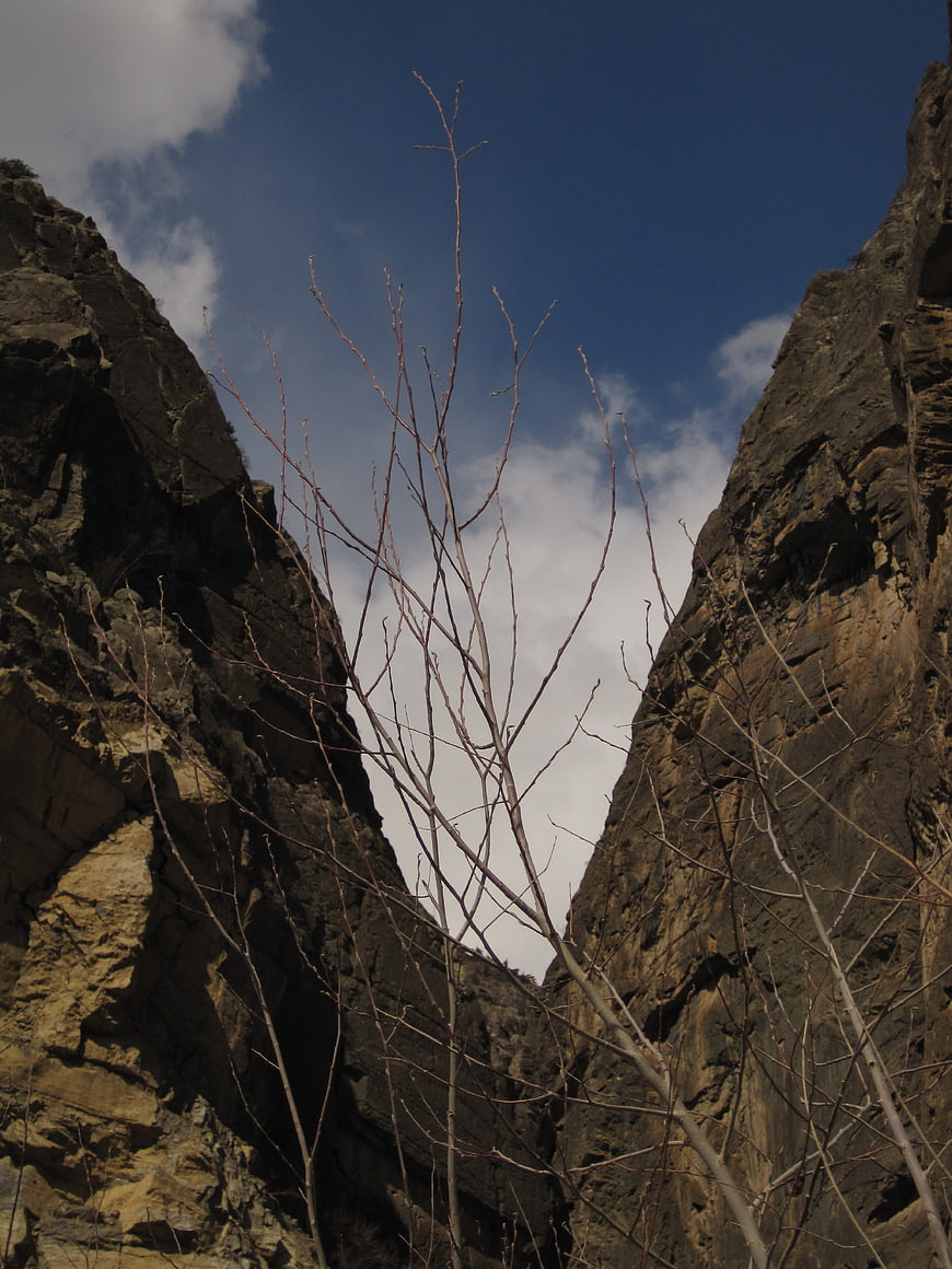 Low angle view of bare tree branches between rocky cliffs