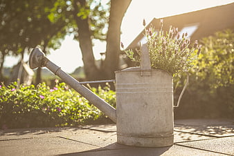 Vintage metal watering can with lavender in garden sunlight
