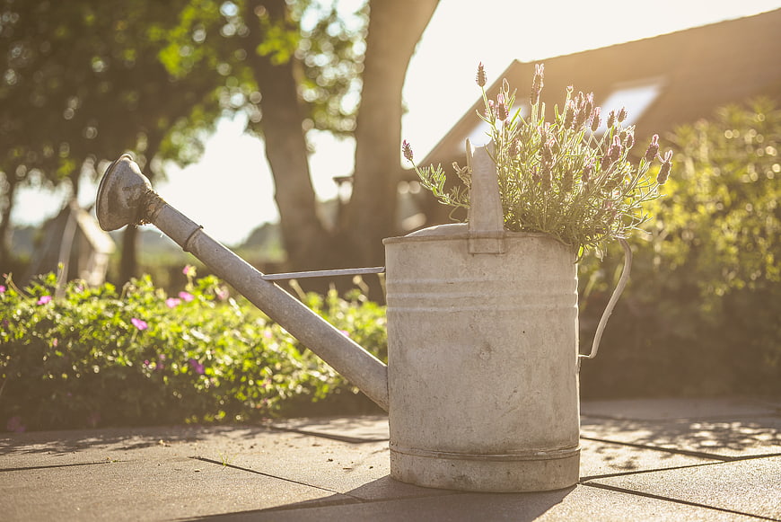 Vintage metal watering can with lavender in garden sunlight