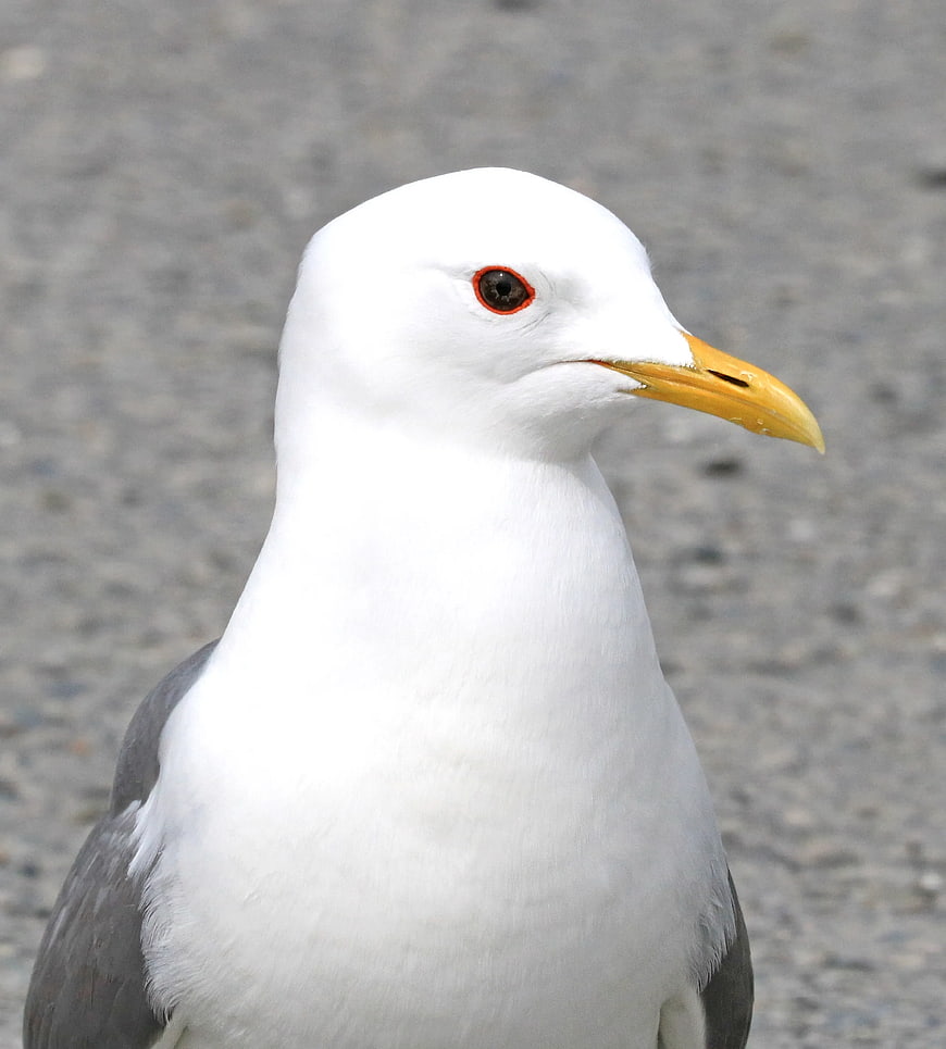 Close-up Portrait of a Seagull with Yellow Beak
