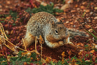 Close-up of a ground squirrel eating on red soil