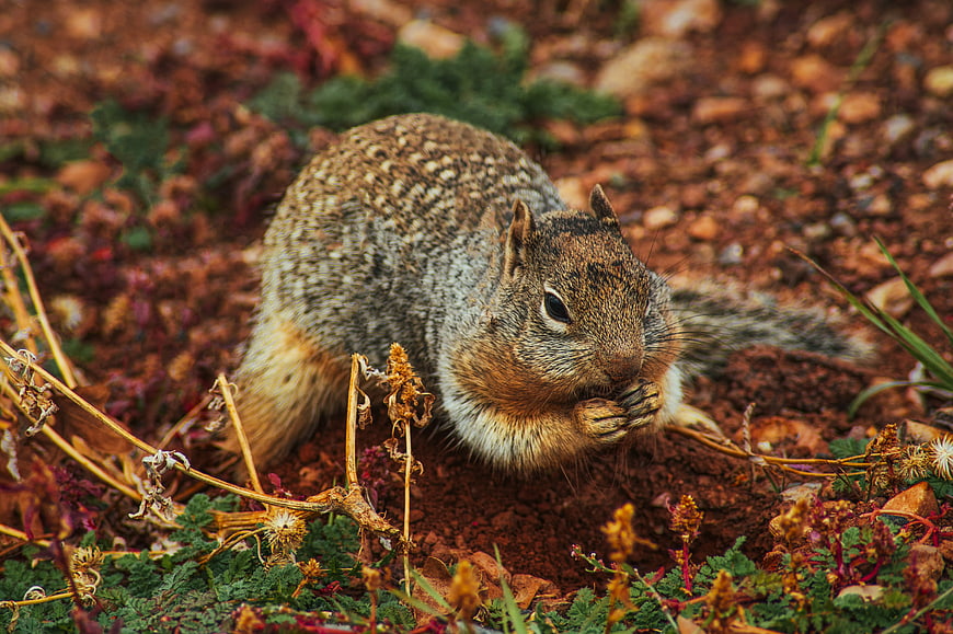 Close-up of a ground squirrel eating on red soil