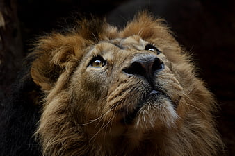 Close-up portrait of a male lion looking upward with intense gaze