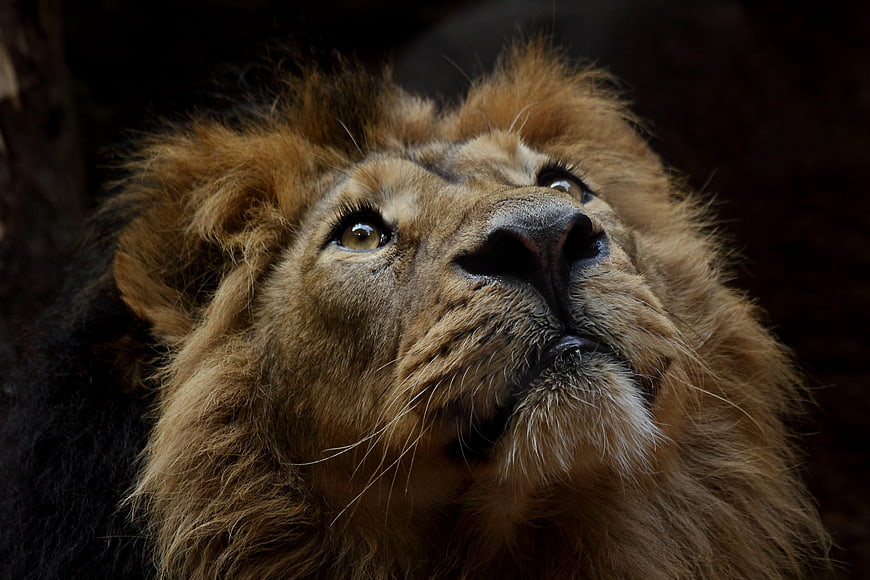 Close-up portrait of a male lion looking upward with intense gaze