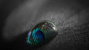 Macro shot of water droplet on peacock feather