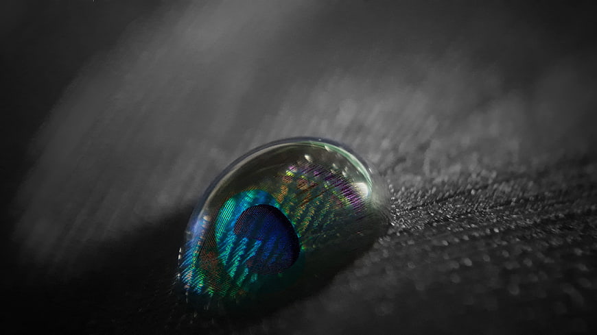 Macro shot of water droplet on peacock feather