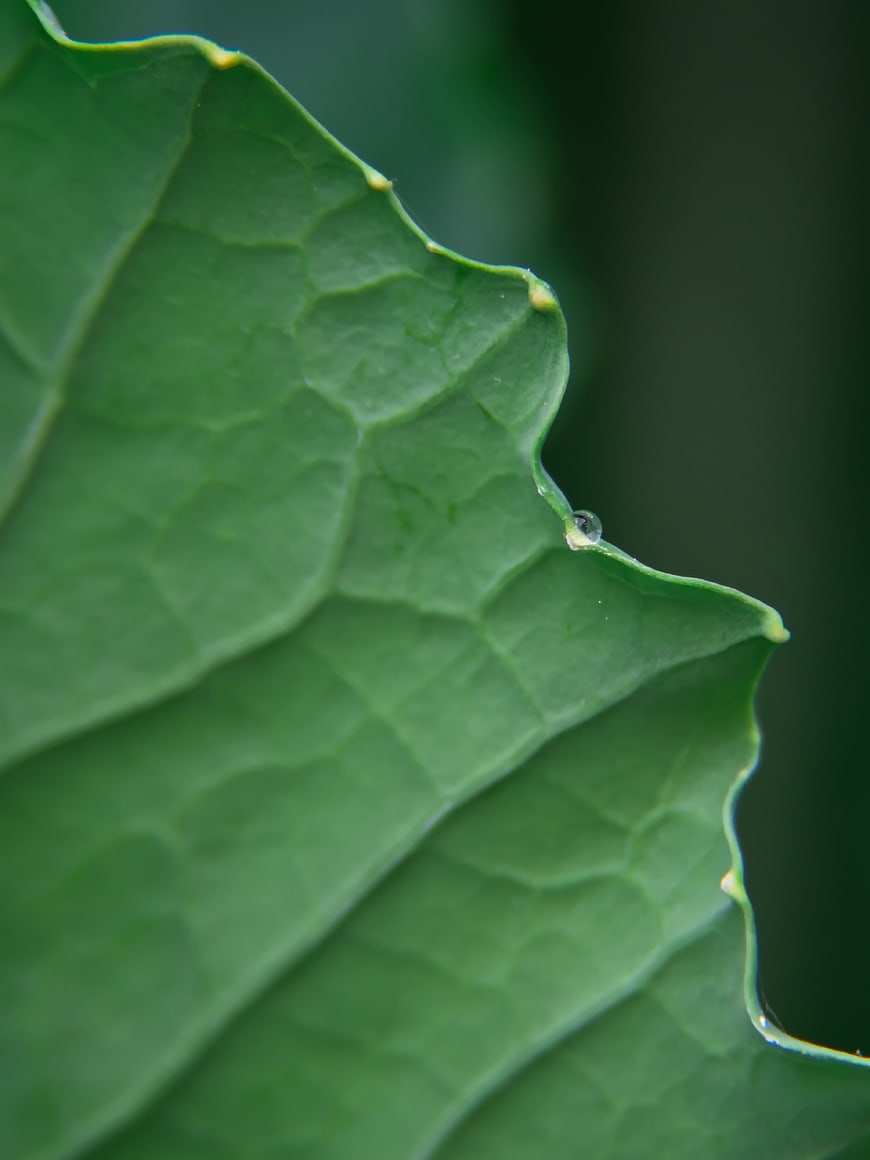 Macro Close-Up of Green Leaf with Water Droplet