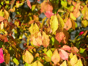 Close-up of vibrant autumn leaves in red, orange, and green