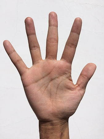 Close-up of open human palm with five fingers on white background
