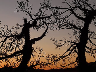 Silhouette of Gnarled Trees Against Orange Sunset Sky