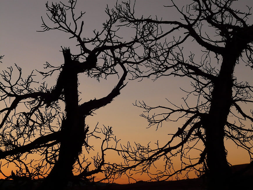 Silhouette of Gnarled Trees Against Orange Sunset Sky