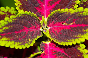 Close-up of vibrant coleus leaves with red, purple, and green patterns