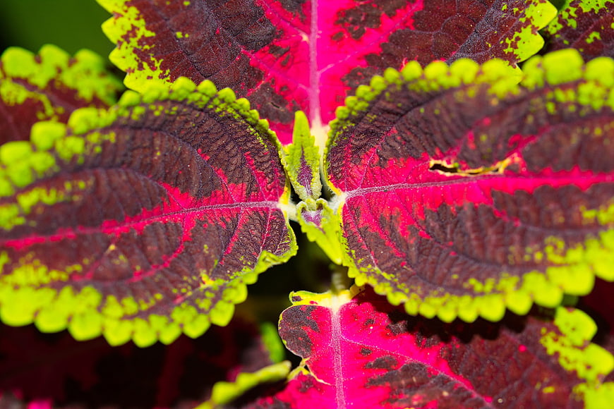 Close-up of vibrant coleus leaves with red, purple, and green patterns