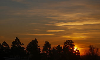 Golden sunset sky with tree silhouettes and clouds