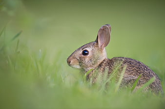 Cute brown rabbit sitting in green grass field