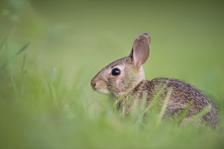 Cute brown rabbit sitting in green grass field