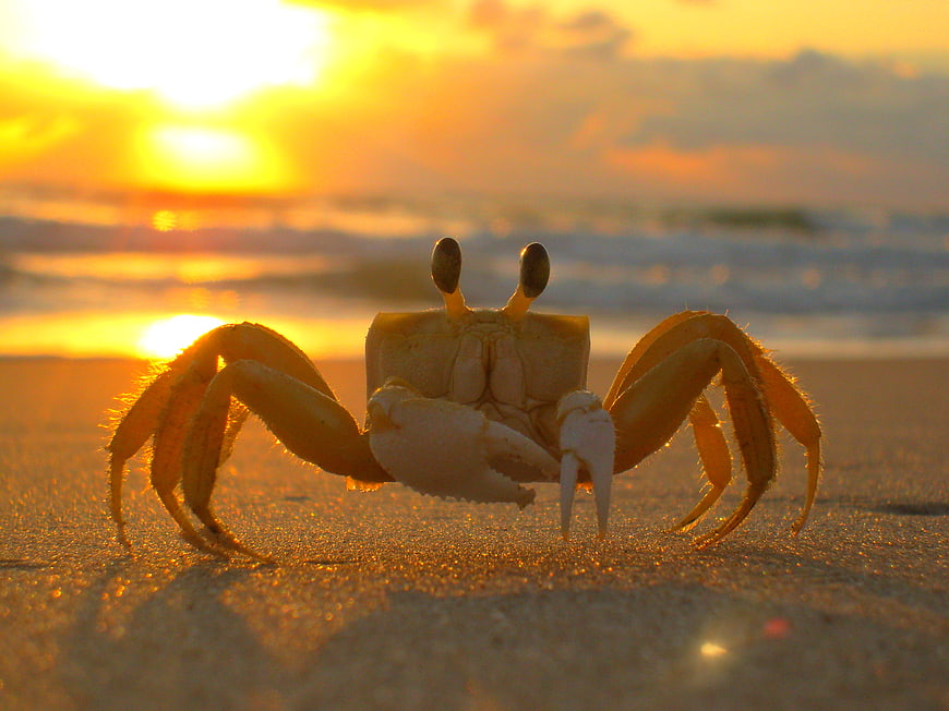 Close-up of a crab on the beach at sunset